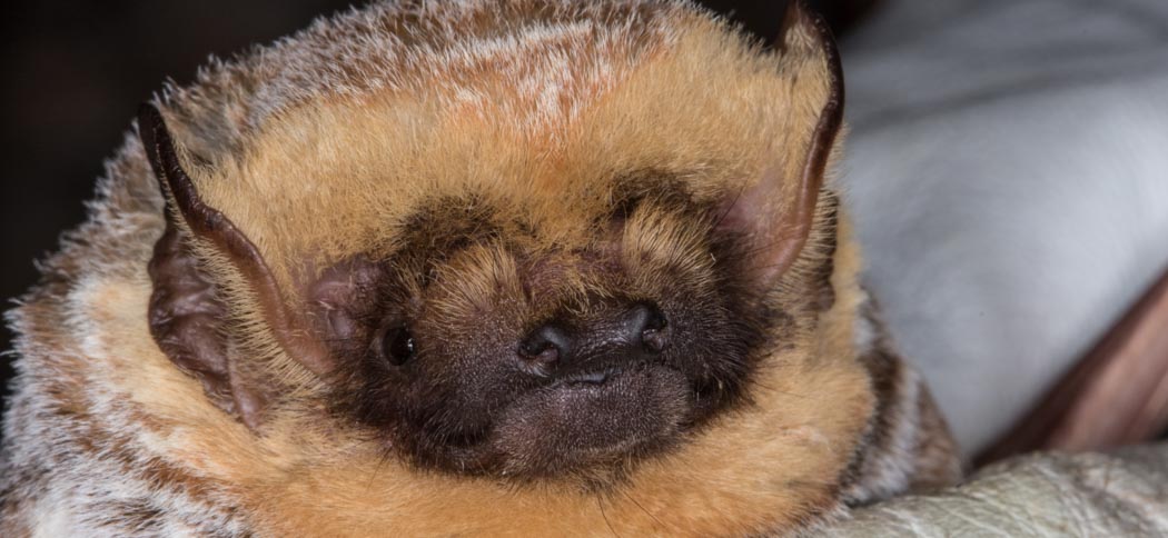Lasiurus villosissimus (Hoary Bat)