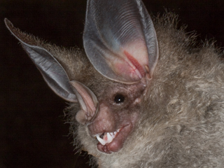 New Species for Bat Team