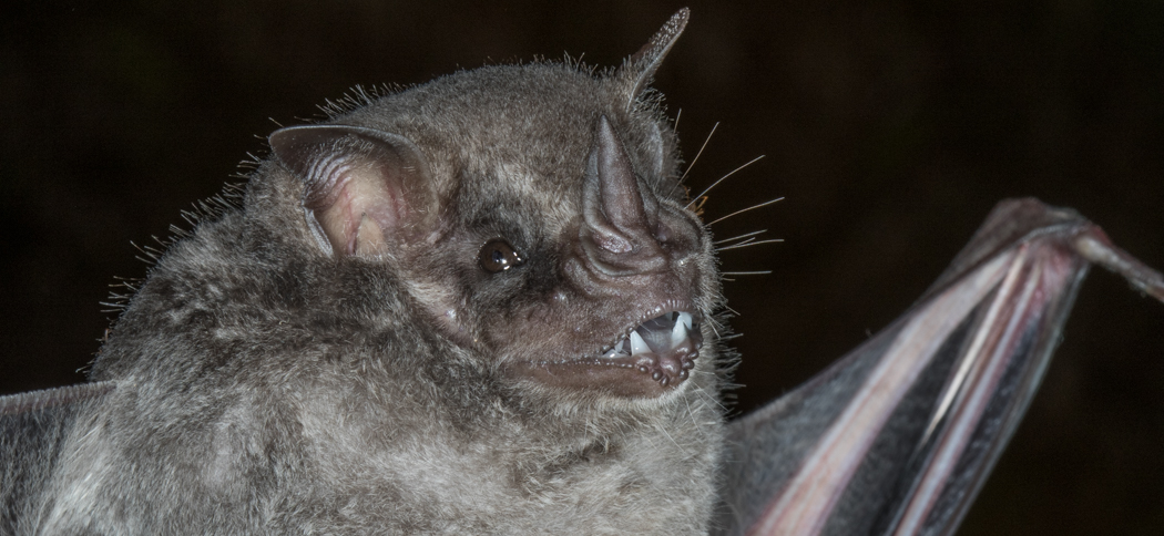 Artibeus fimbriatus (Fringed Fruit-eating Bat)