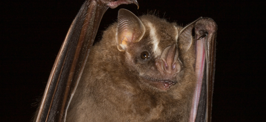 Artibeus lituratus (Great Fruit-eating Bat)