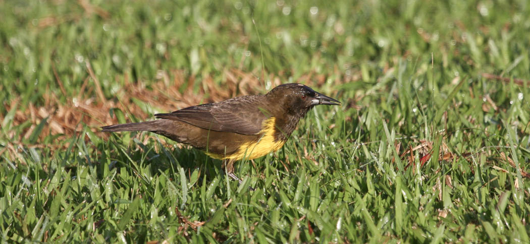 Brown & Yellow Marshbird