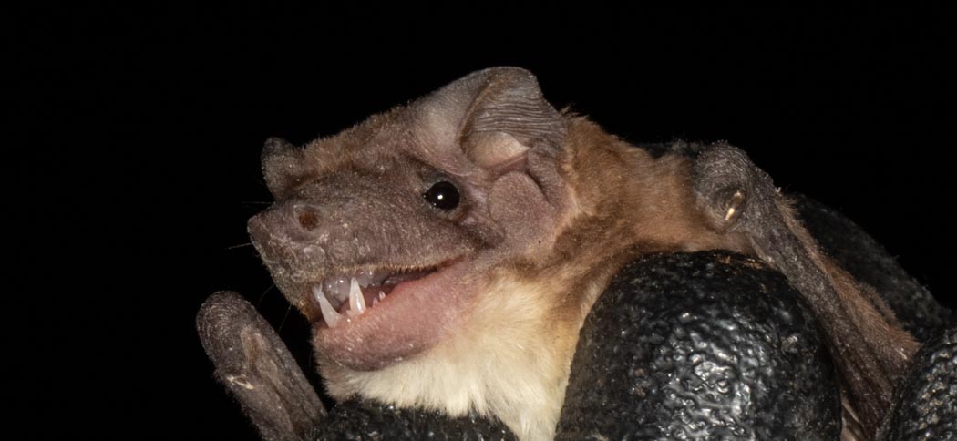 Cynomops planirostris (Southern Dog-faced Bat)
