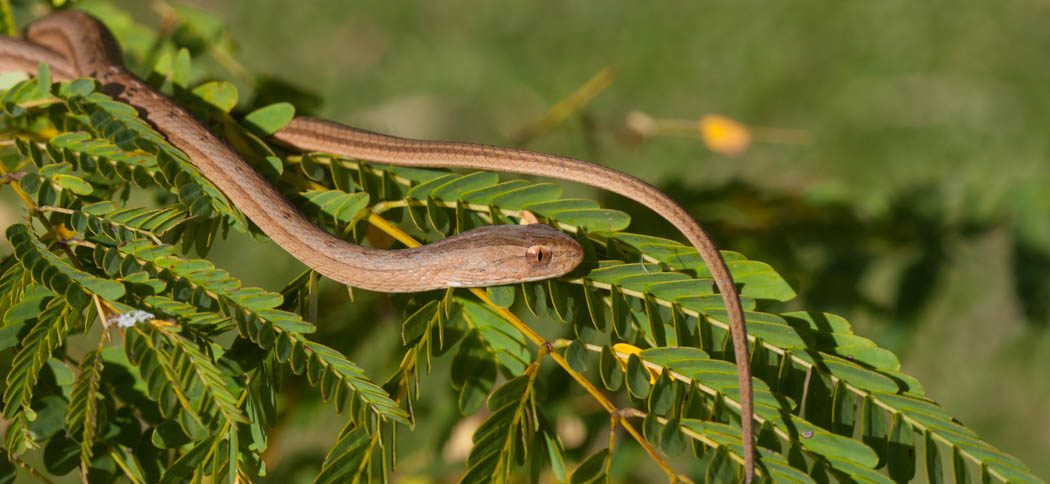 Keeled Sepia Snake (Thamnodynastes hypocomia)
