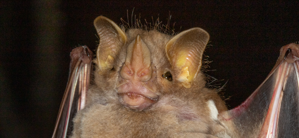 Pygoderma bilabiatum (Ipanema Bat)