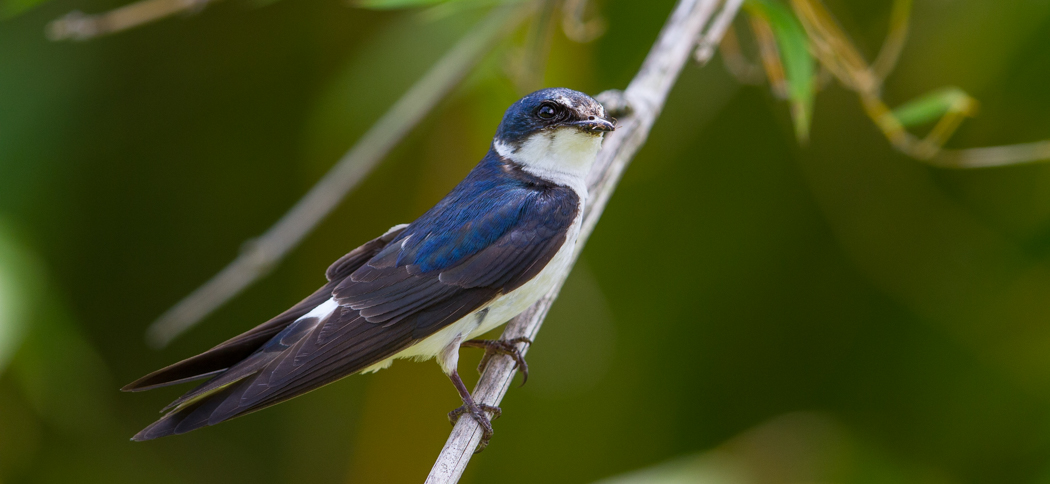 White-rumped Swallow (Tachycineta leucorrhoa)