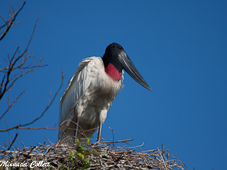 Jabiru nest in Monte Grande