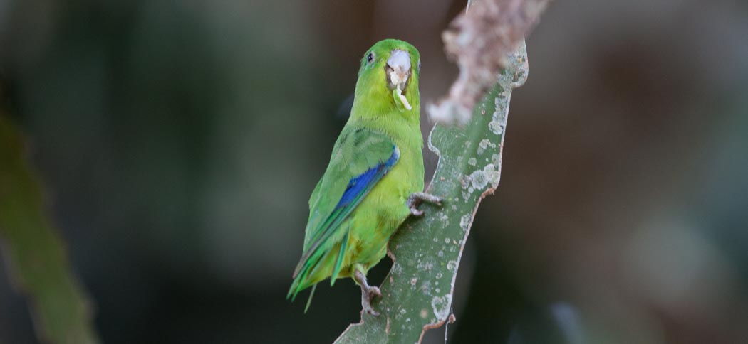 Blue-winged Parrotlet (Forpus xanthopterygius)