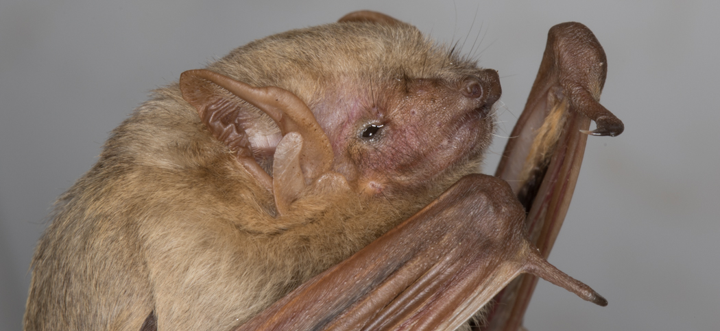 Lasiurus ega (Southern Yellow Bat)