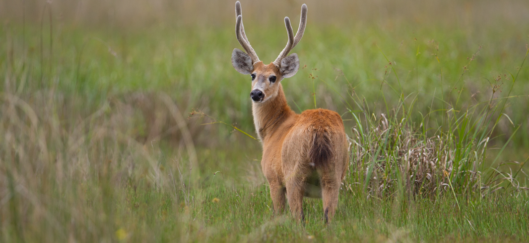 Marsh Deer
