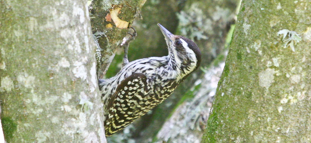 Checkered Woodpecker (Picoides mixtus)
