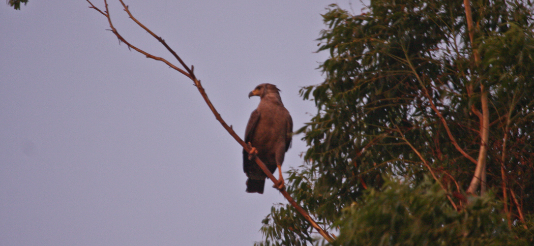 Crowned Eagle (Aguila Coronada) (Harpyhaliaetus coronatus)