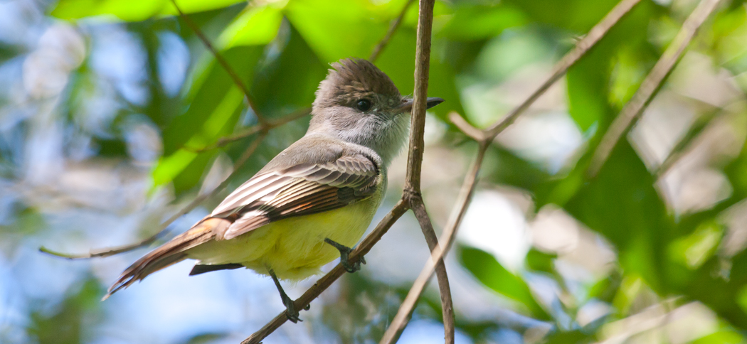 Brown-crested Flycatcher (Myiararchus tyrannulus)