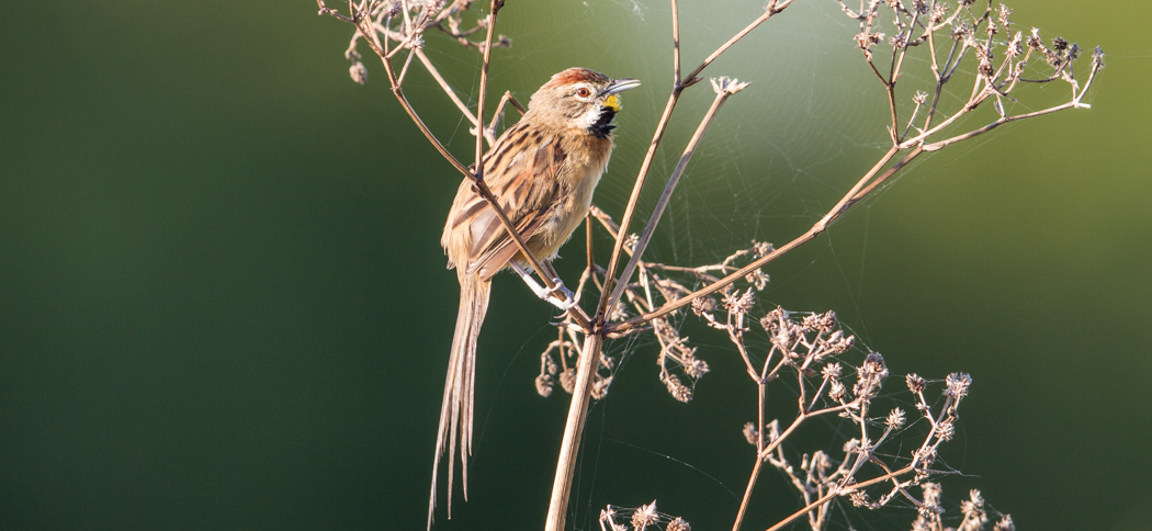 Chotoy Spinetail, Chotoy