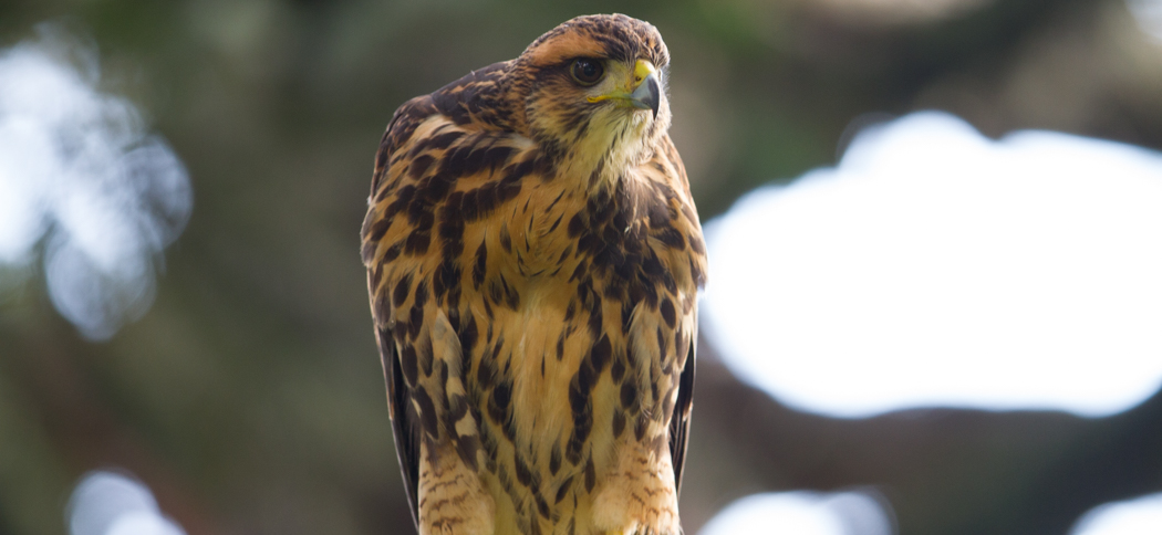 Bay-winged Hawk (Parabuteo unicinctus)