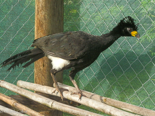 Bare-faced Curassow at Don Luis