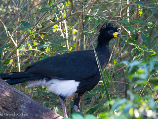 Curassow settling in well