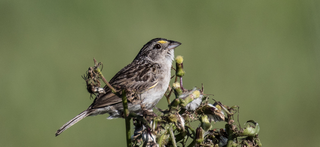 Grassland Sparrow (Ammodramus humeralis)