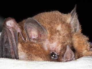 New Bat Species for Corrientes