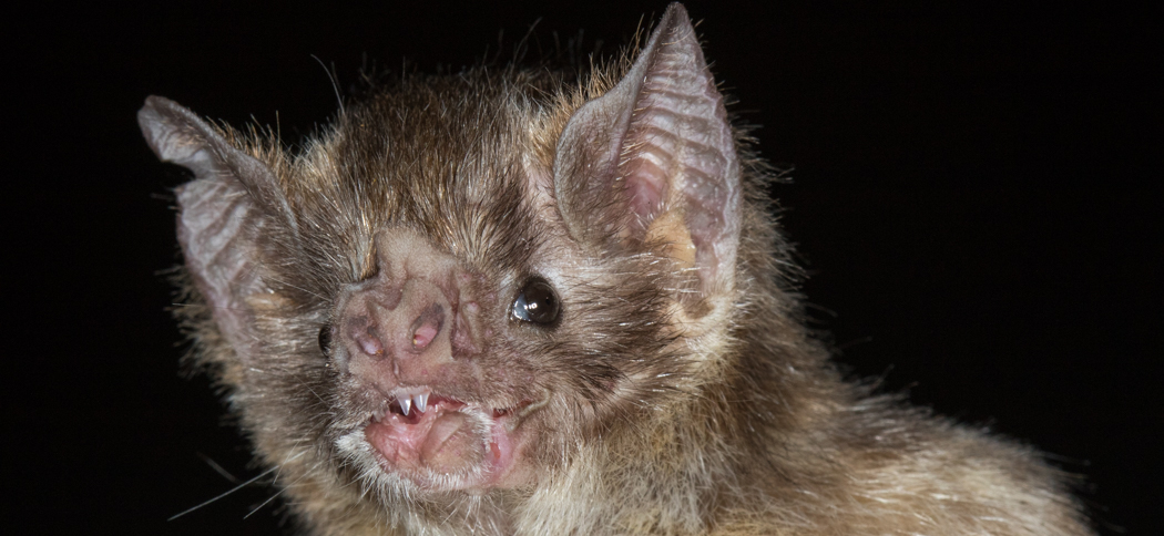Desmodus rotundus (Common Vampire Bat)