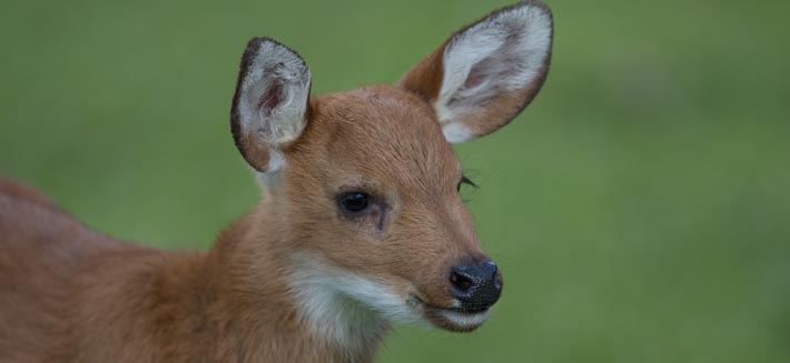 Juvenile marsh deer
