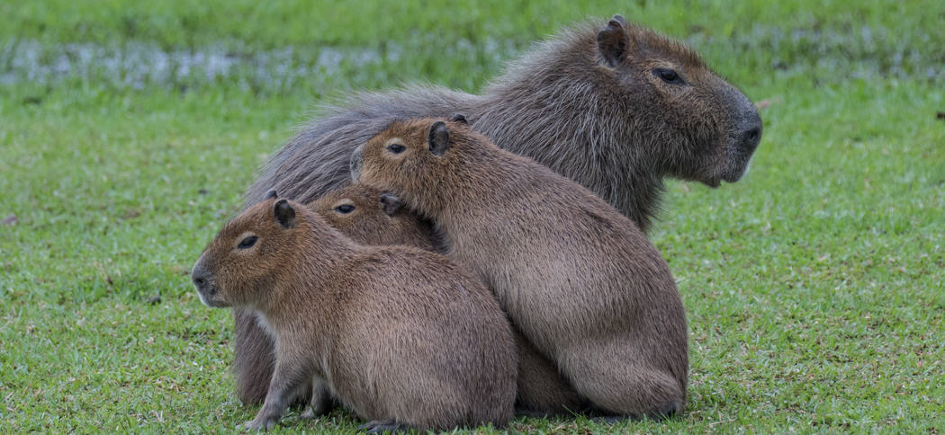 Capybara, Carpincho (Hydrochaeris hydrochaeris)