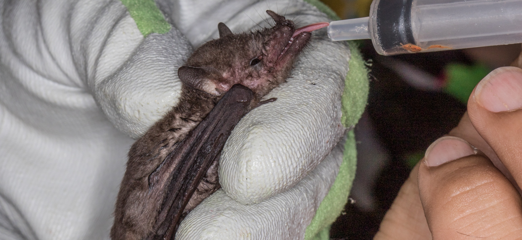 Anoura caudifer (Tailed Tailless Bat)
