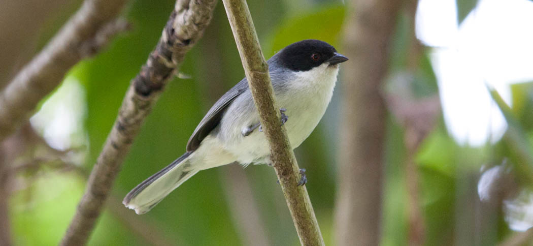 Black-capped Warbling Finch