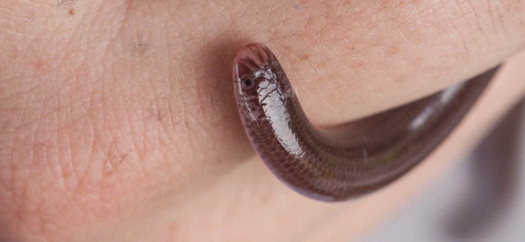 Burrowing Snake (Typhlops brongersmianus)