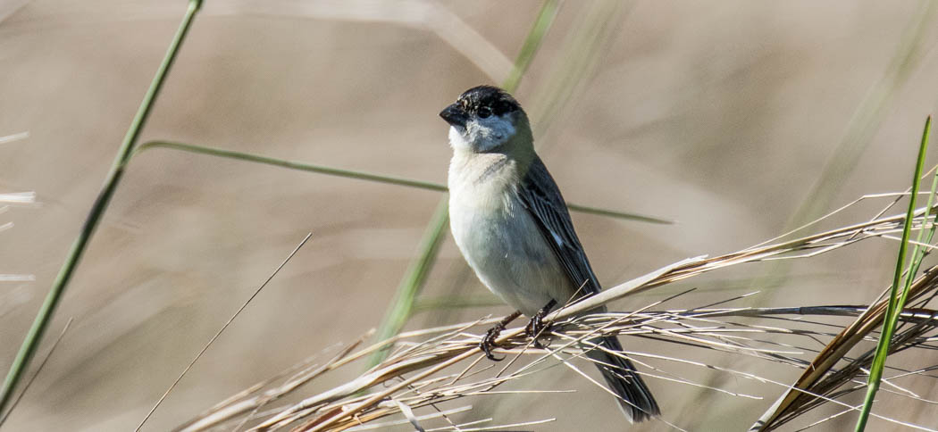 Capped Seedeater (Sporophila bouvreuil)