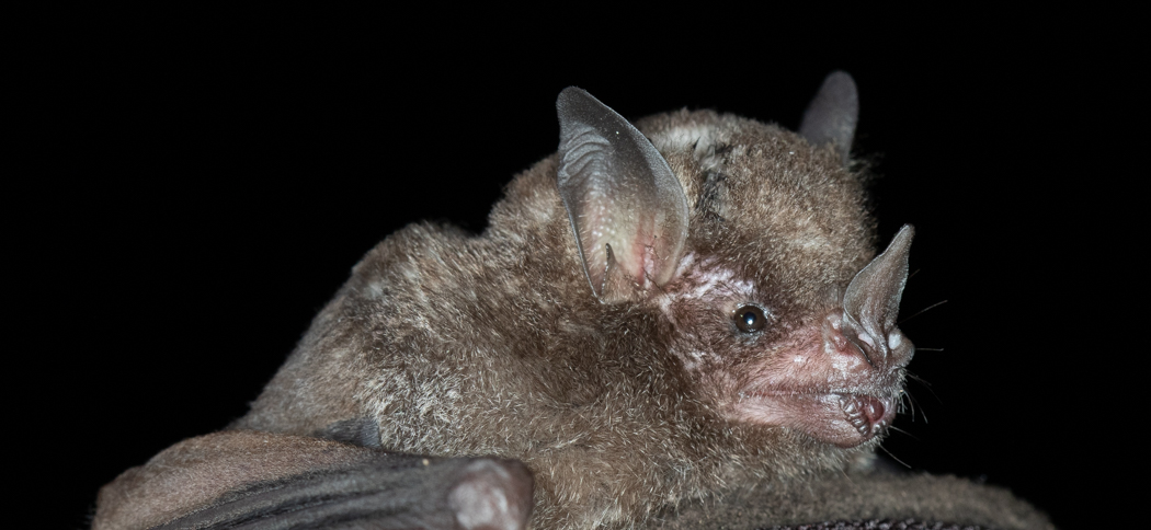 Carollia perspicillata (Seba's Short-tailed Bat)