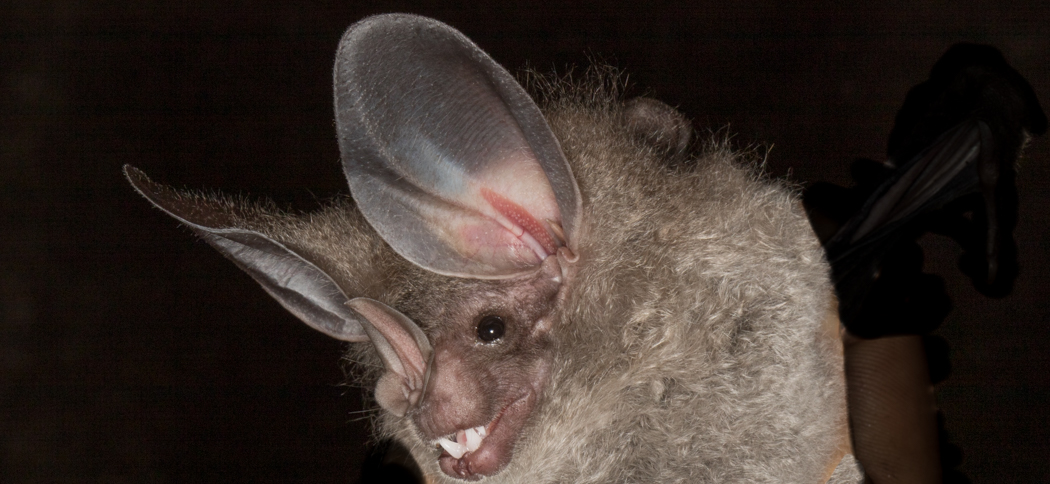 Chrotopterus auritus (largest-bat-in-Argentina)