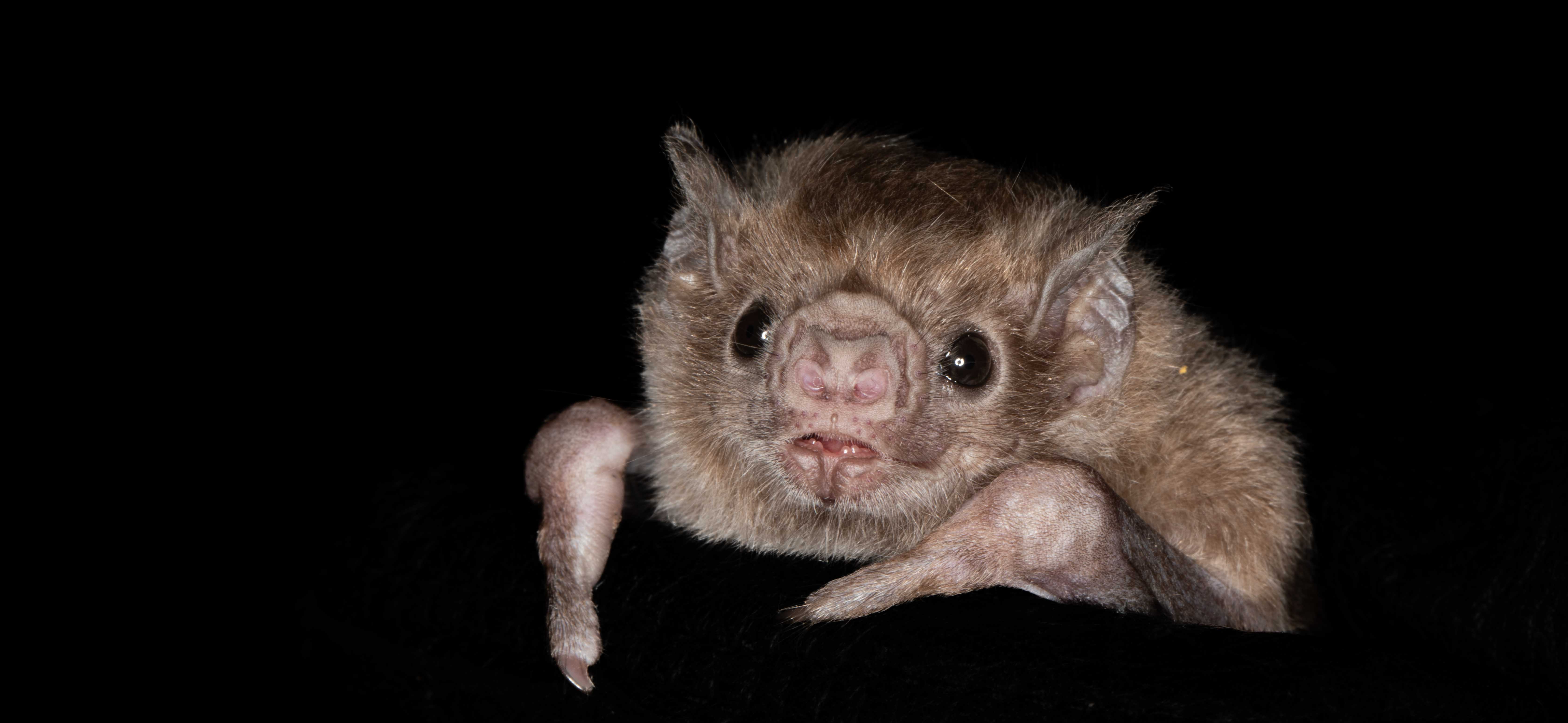 Diaemus youngii (White-winged Vampire Bat)