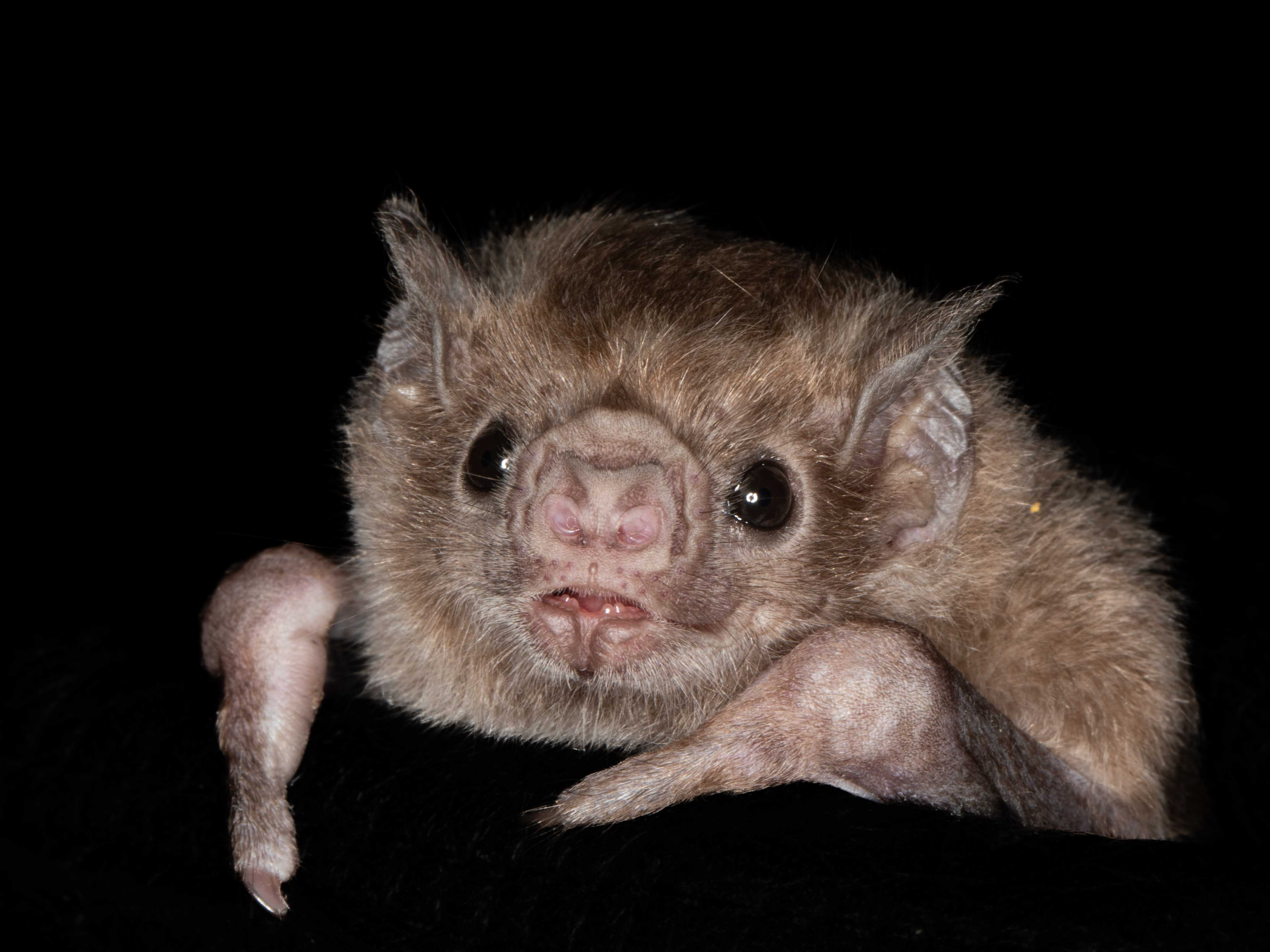 New bat species for bat team