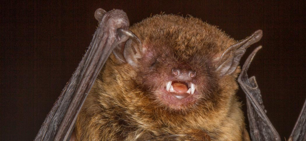 Eptesicus brasiliensis (Brazilian Brown Bat)