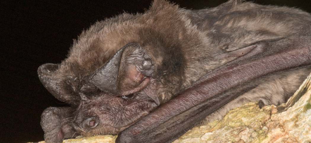 Eumops bonariensis (Peter's Mastiff Bat)