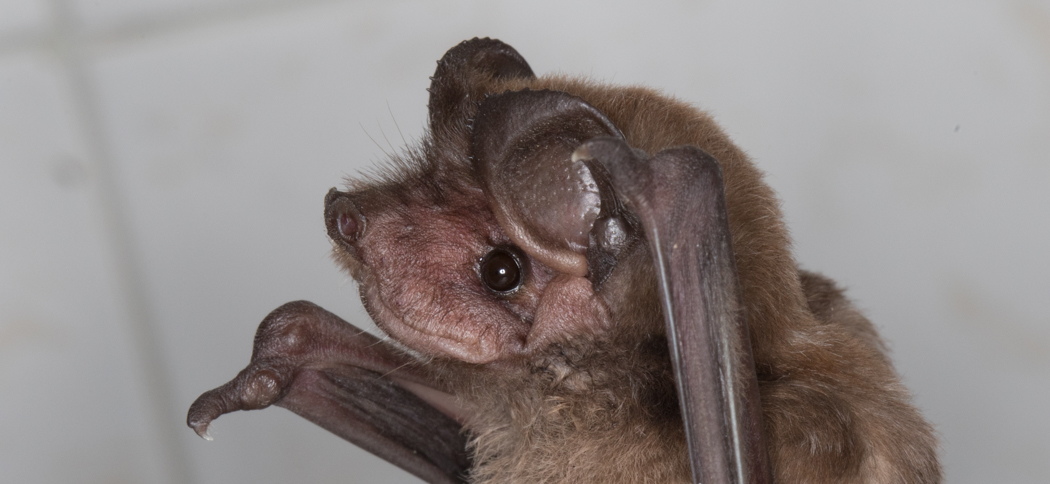 Eumops patagonicus (Patagonian Bonnetted Bat)