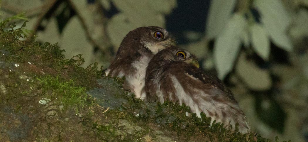 Ferruginous_Pygmy-Owl (Glaucidium brasilianum)
