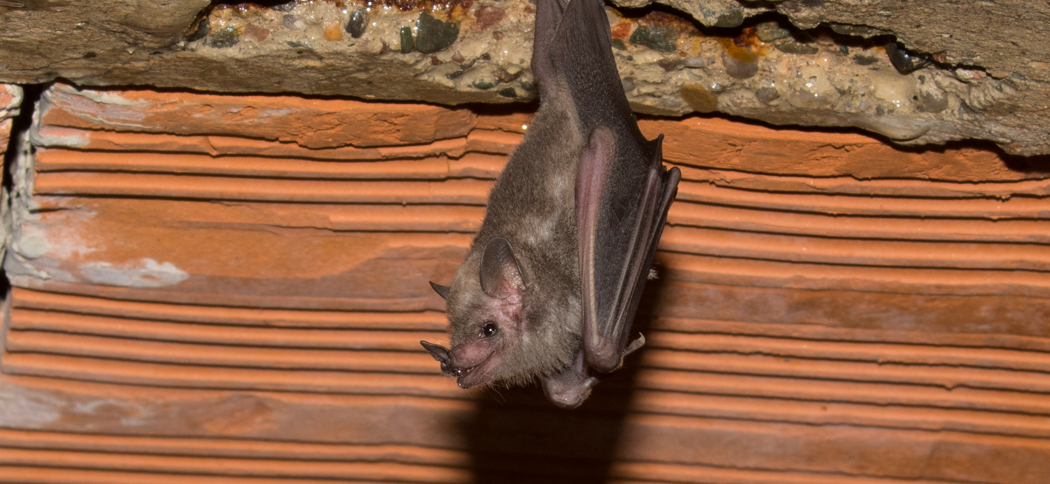 Glosophaga soricina (Pallas's Long-tongued Bat)