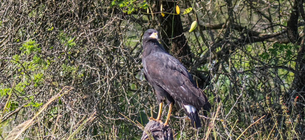 Great Black Hawk, Aguila Negra (Buteogallus urubitinga)