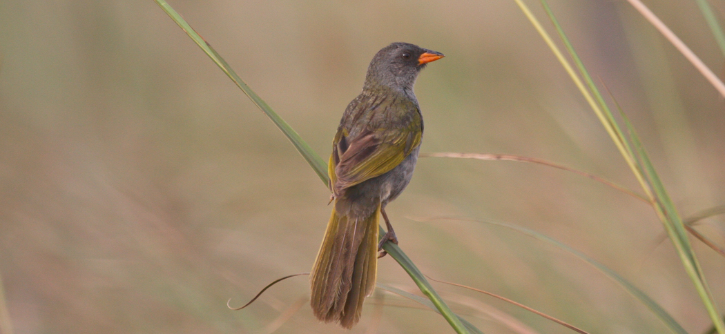 Great Pampa-Finch (Embernagra platensis)