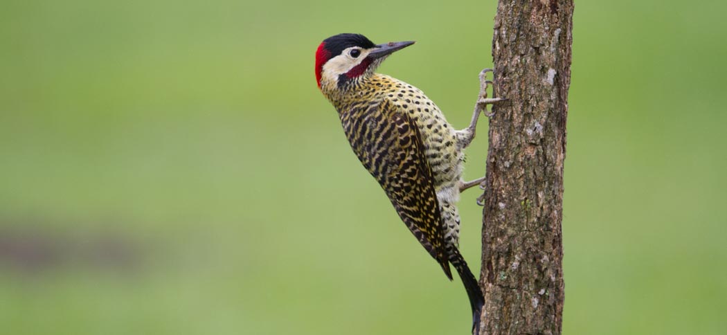 Green-barred Woodpecker (Colaptes melanochloros)
