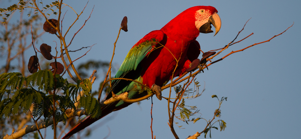 Green-winged Macaw (Guacamayo)