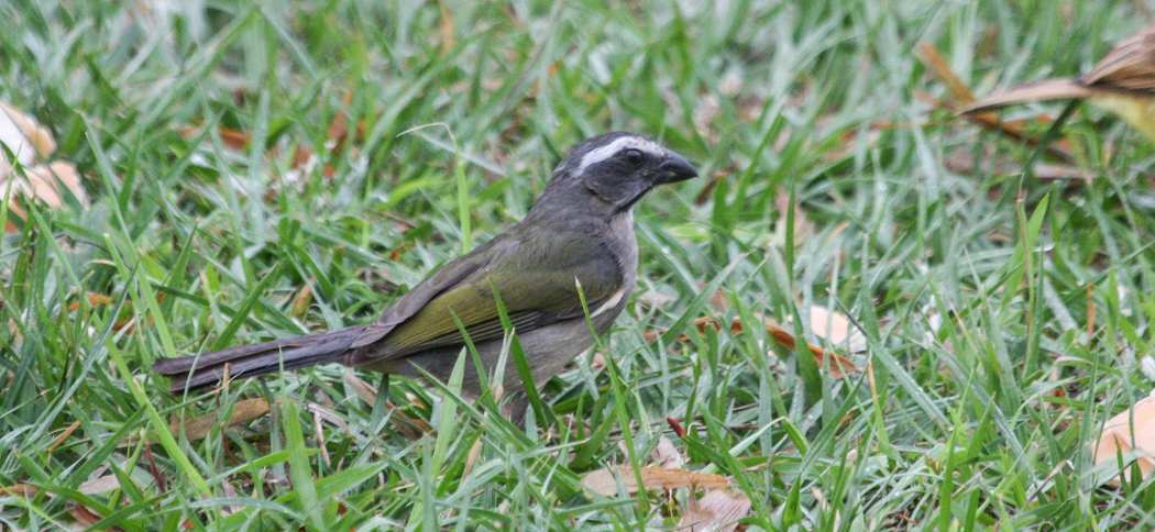 Green-winged Saltator