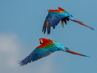 Macaws project at Reserve Don Luis