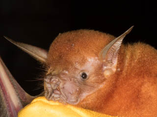 Bat team capture 2 new species of bat