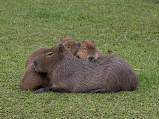 Capybaras doing better