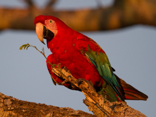 Green-winged Macaw in garden