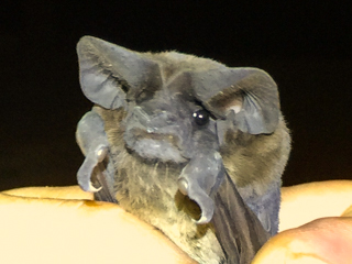 Another new bat species for the Bat Team