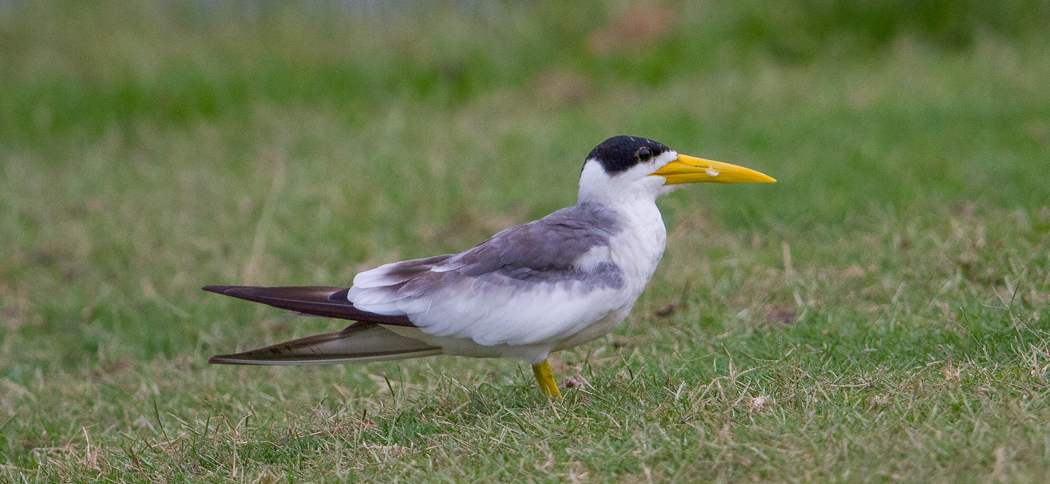 Large-billed Tern, Ati (Phaetusa simplex)