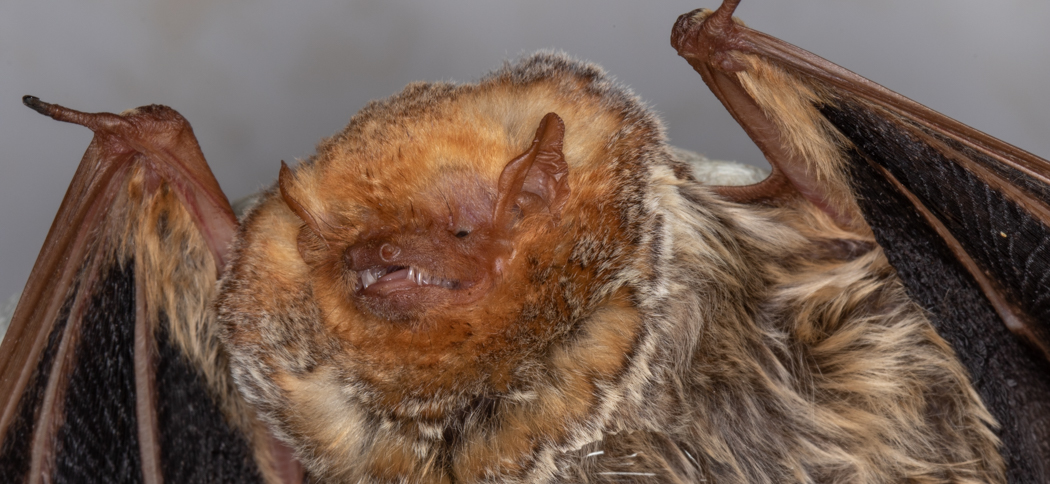 Lasiurus blossevillii (Western Red Bat)